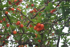 Ximenia americana
